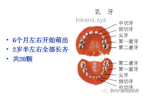 韦神的牙齿与健康观念升级